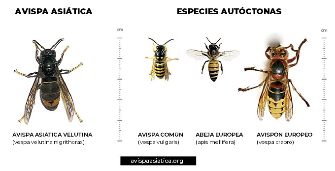 C mo Identificar A La Avispa Asi tica C mo Identificar A La Avispa Asi tica