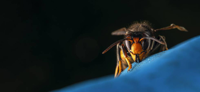 Detalle de la vespa velutina