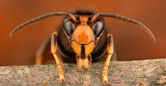 ESTA es la REINA DE LAS PUTAS